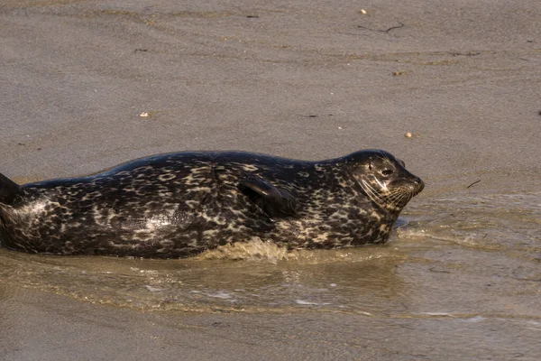 Harbor Seal Sur Plage Jolla San Diego États Unis — Photo