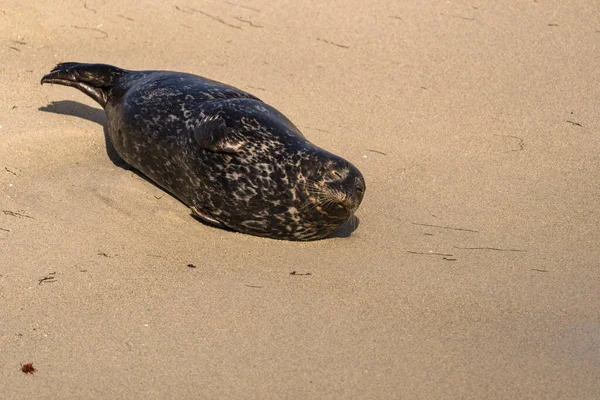 Harbor Seal Plaży Jolla San Diego Stany Zjednoczone — Zdjęcie stockowe