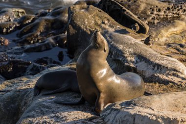  La Jolla, San Diego, ABD 'nin uçurumunda Deniz Aslanı.