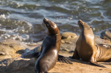  La Jolla, San Diego, ABD 'nin uçurumunda Deniz Aslanı.
