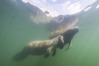 King 's Bay' de denizayısı, Crystal River, Florida, ABD