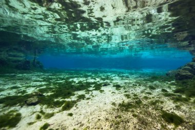 Three Sisters Springs, Crystal River, Florida, ABD 'deki sualtı manzarası