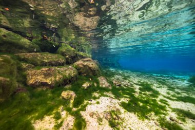Three Sisters Springs, Crystal River, Florida, ABD 'deki sualtı manzarası
