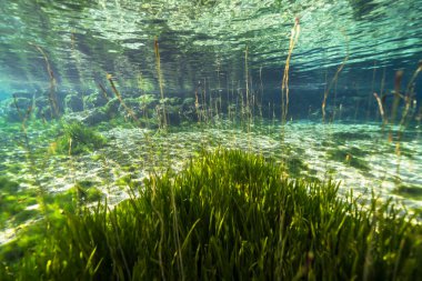 Three Sisters Springs, Crystal River, Florida, ABD 'deki sualtı manzarası