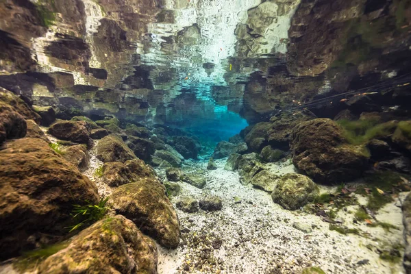 Підземні Краєвиди Three Sisters Springs Crystal River Florida United States — стокове фото