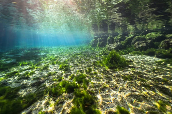 Undervattensmiljö Three Sisters Springs Crystal River Florida Usa — Stockfoto