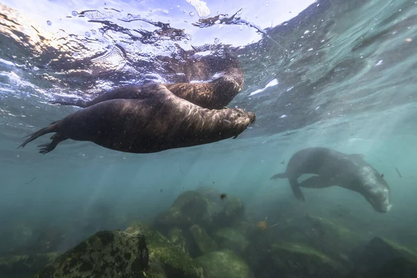Seascape California Sea Lion Pacific Ocean California Stany Zjednoczone Ameryki — Zdjęcie stockowe