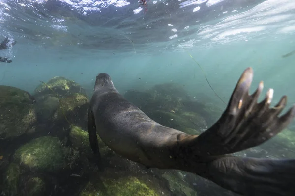 stock image Seascape with California Sea Lion in the Pacific Ocean, California, United States