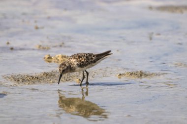 Kuşçuluk, Vahşi Yaşam - Karayiplerdeki Tropikal Kuş