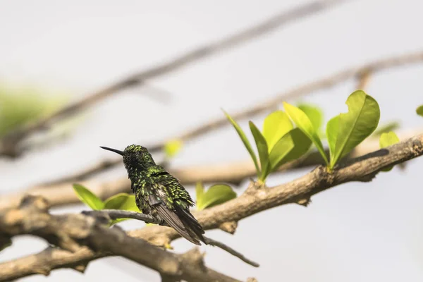 Uccelli Selvatici Colibrì Nella Natura Caraibica — Foto Stock