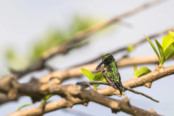 Divoká Zvěř Birding Kolibřík Karibské Přírodě — Stock fotografie