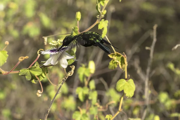 Vahşi Yaşam Kuşları Karayip Doğasında Sinekkuşu — Stok fotoğraf