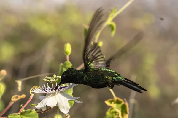 Dzika Przyroda Ptaki Koliber Karaibach Natura — Zdjęcie stockowe