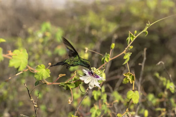 Vida Silvestre Observación Aves Colibrí Naturaleza Caribeña — Foto de Stock