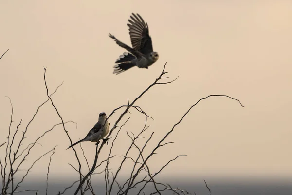 Vahşi Yaşam Kuşları Karayiplerdeki Tropikal Alaycı Kuş — Stok fotoğraf