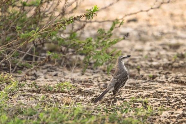 Avistamiento Aves Silvestres Ruiseñor Tropical Caribe — Foto de Stock