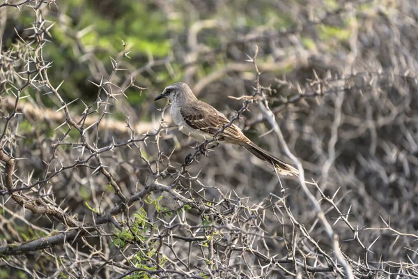 Vahşi Yaşam Kuşları Karayiplerdeki Tropikal Alaycı Kuş — Stok fotoğraf