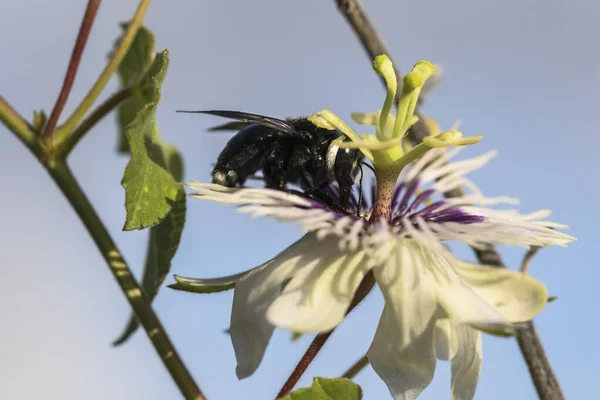 Vida Selvagem Close Bumblebee Uma Flor Paixão — Fotografia de Stock