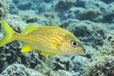 Karayip Denizi 'nin mercan kayalıklarında yüzen balıklar, Curacao
