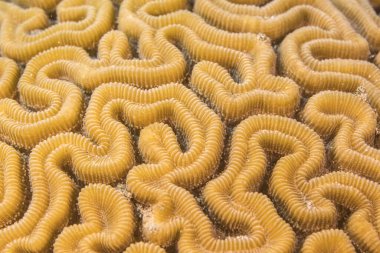 Karayip Denizi 'nin mercan kayalıklarında çeşitli balıklar bulunan deniz burnu, Curacao