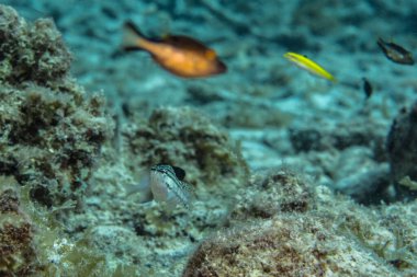 Karayip Denizi 'nin mercan kayalıklarında yüzen balıklar, Curacao