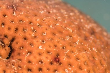 Karayip Denizi 'nin mercan kayalıklarında çeşitli balıklar bulunan deniz burnu, Curacao