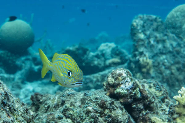 Peixes Nadando Recife Coral Mar Caribe Curaçao — Fotografia de Stock