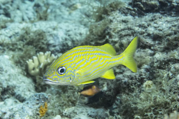 Peces Nadando Los Arrecifes Coral Del Mar Caribe Curazao — Foto de Stock