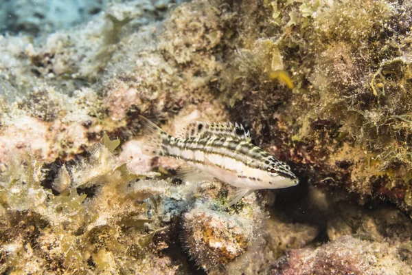 Fisk Som Simmar Korallrev Karibiska Havet Curacao — Stockfoto