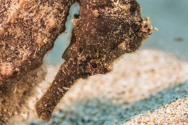 Seascape Seahorse Coral Reef Caribbean Sea Curacao — Stock Photo, Image