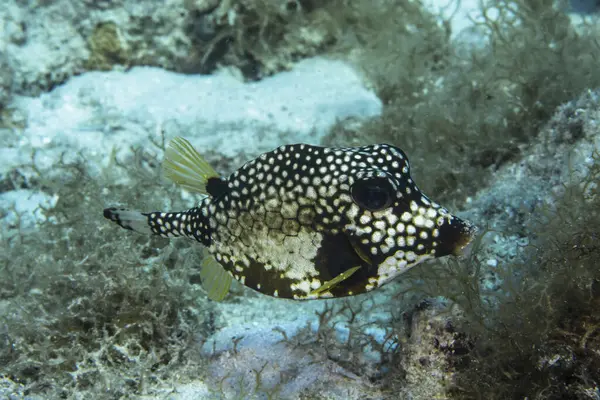 在加勒比海 库拉索岛珊瑚礁游泳的鱼 — 图库照片