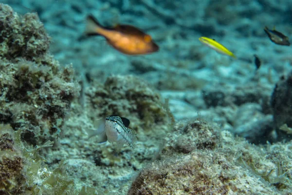 Karib Tenger Korallzátonyában Úszó Halak Curacao — Stock Fotó