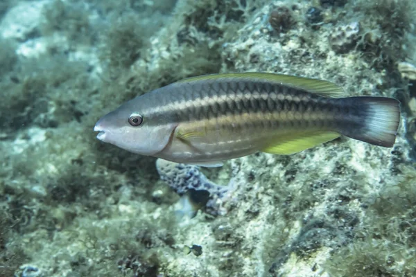 Ψάρια Που Κολυμπούν Κοραλλιογενή Ύφαλο Της Καραϊβικής Θάλασσας Κουρασάο — Φωτογραφία Αρχείου