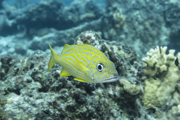 Рыбы Плавающие Коралловом Рифе Карибского Моря Кюрасао — стоковое фото