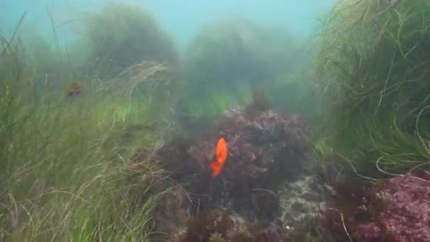 Złote Ryby Pływające Pod Wodą — Wideo stockowe
