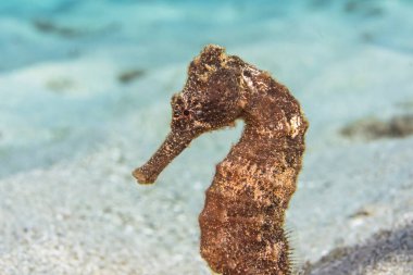 Karayip Denizi 'nin mercan kayalıklarında deniz atı ve Curacao.