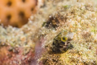 Karayip Denizi 'nin mercan kayalıklarında çeşitli balıklar bulunan deniz burnu, Curacao