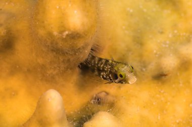 Karayip Denizi 'nin mercan kayalıklarında çeşitli balıklar bulunan deniz burnu, Curacao