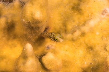 Karayip Denizi 'nin mercan kayalıklarında çeşitli balıklar bulunan deniz burnu, Curacao