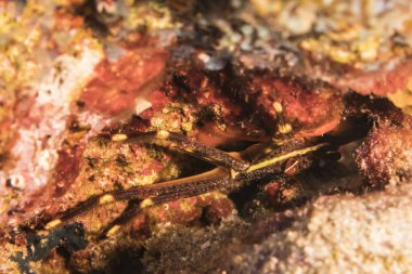 Karayip Denizi 'nin mercan kayalıklarında çeşitli balıklar bulunan deniz burnu, Curacao