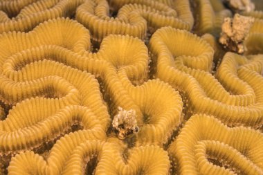 Karayip Denizi 'nin mercan kayalıklarında çeşitli balıklar bulunan deniz burnu, Curacao