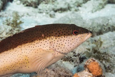 Karayip Denizi 'nin mercan kayalıklarında yüzen balıklar, Curacao