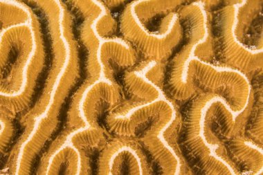 Karayip Denizi 'nin mercan kayalıklarında çeşitli balıklar bulunan deniz burnu, Curacao