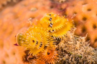 Karayip Denizi 'nin mercan kayalıklarında çeşitli balıklar bulunan deniz burnu, Curacao