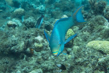 Karayip Denizi 'nin mercan kayalıklarında yüzen balıklar, Curacao