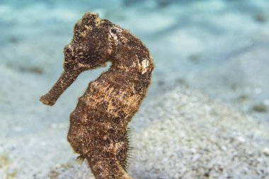 Karayip Denizi 'nin mercan kayalıklarında yüzen balıklar, Curacao