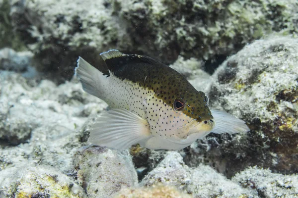 Karayip Denizi Nin Mercan Kayalıklarında Yüzen Balıklar Curacao — Stok fotoğraf