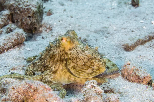 Karayip Denizi Nin Mercan Kayalıklarında Çeşitli Balıklar Bulunan Deniz Burnu — Stok fotoğraf