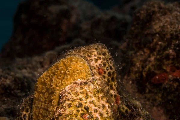 Paisaje Marino Con Varios Peces Arrecife Coral Del Mar Caribe —  Fotos de Stock