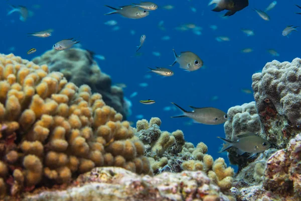 Ψάρια Που Κολυμπούν Κοραλλιογενή Ύφαλο Της Καραϊβικής Θάλασσας Κουρασάο — Φωτογραφία Αρχείου